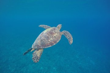 SWIM VANUATU WEEK 2 9TH - 15TH AUGUST 2027 - 2 SWIMMERS DEPOSITS