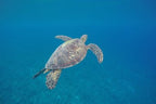 SWIM VANUATU WEEK 2 9TH - 15TH AUGUST 2027 - 1 SWIMMER AND 1 SUPPORTER DEPOSITS