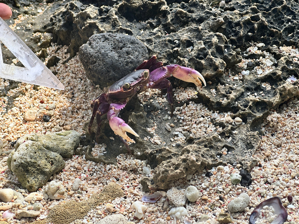 SWIM VANUATU WEEK 2 9TH - 15TH AUGUST 2027 - 1 SWIMMER DEPOSIT